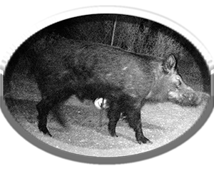 Wild-Boar-Hunt-Image03